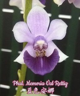 Орхідея Phal. Memoria Val Retting (Меморія Вал Реттінг) &mdash; підліток 1,7" ВЕРЕСЕНЬ 75189 фото