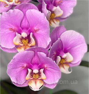 Орхідея Phal. Pink Moon (Пінк Мун) &mdash; підліток 1,7", квітка 9 см 🦋 метелик КВІТЕНЬ 5029 фото