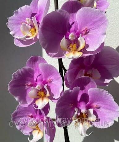 Орхідея Phal. Pink Moon (Пінк Мун) &mdash; підліток 1,7", квітка 9 см 🦋 метелик КВІТЕНЬ 5029 фото
