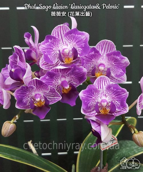 Орхідея Phal. Sogo Vivien 'Variegata & Peloric' (Сого Вів&rsquo;єн Варієгата енд Пелорік) &mdash; підліток 2,5" ЧЕРВЕНЬ В36 фото