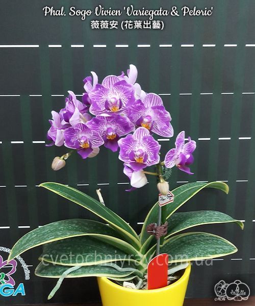 Орхідея Phal. Sogo Vivien 'Variegata & Peloric' (Сого Вів&rsquo;єн Варієгата енд Пелорік) &mdash; підліток 2,5" ЧЕРВЕНЬ В36 фото
