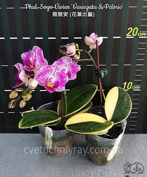 Орхідея Phal. Sogo Vivien 'Variegata & Peloric' (Сого Вів&rsquo;єн Варієгата енд Пелорік) &mdash; підліток 2,5" ЧЕРВЕНЬ В36 фото