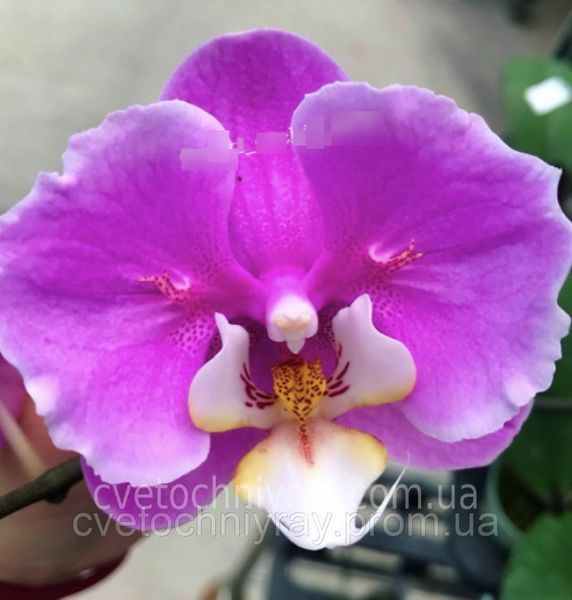 Орхідея Phal. Pink Moon (Пінк Мун) &mdash; підліток 1,7", квітка 9 см 🦋 метелик КВІТЕНЬ 5029 фото