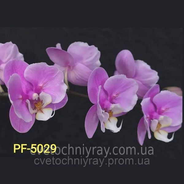 Орхідея Phal. Pink Moon (Пінк Мун) &mdash; підліток 1,7", квітка 9 см 🦋 метелик КВІТЕНЬ 5029 фото