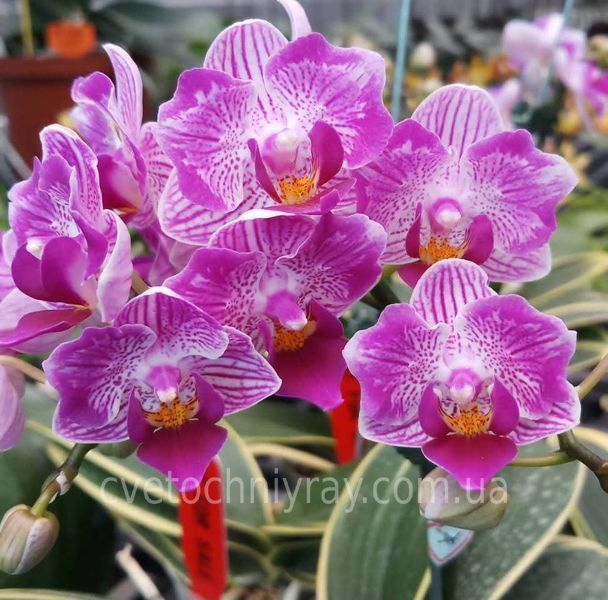 Орхідея Phal. Sogo Vivien 'Variegata & Peloric' (Сого Вів&rsquo;єн Варієгата енд Пелорік) &mdash; підліток 2,5" ЧЕРВЕНЬ В36 фото