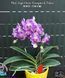 Орхідея Phal. Sogo Vivien 'Variegata & Peloric' (Сого Вів&rsquo;єн Варієгата енд Пелорік) &mdash; підліток 2,5" ЧЕРВЕНЬ В36 фото 3