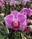 Орхідея Phal. Sogo Vivien 'Variegata & Peloric' (Сого Вів&rsquo;єн Варієгата енд Пелорік) &mdash; підліток 2,5" ЧЕРВЕНЬ В36 фото 4