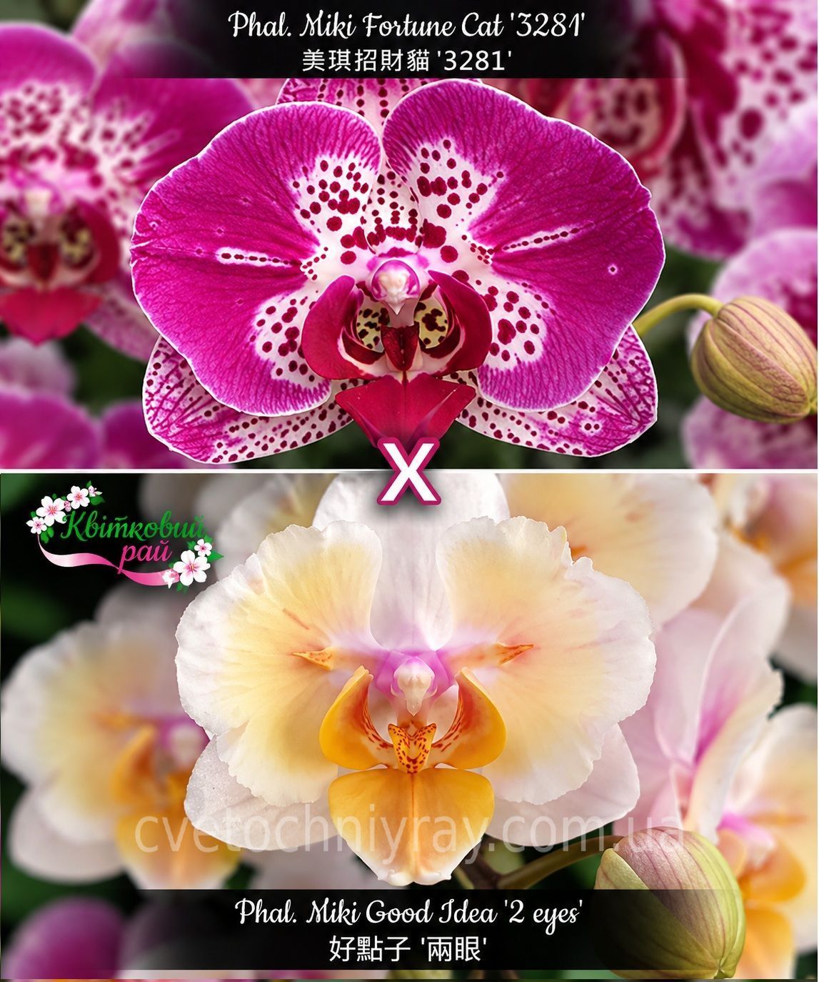 Орхідея Phal. Miki Fortune Cat '3281' × Miki Good Idea '2 eyes