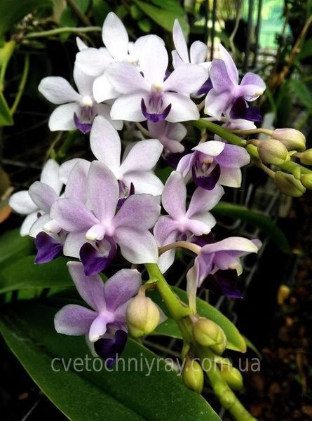 Орхідея Phal. Tzu Chiang Sapphire (Цу Чіанг Сапфір)&mdash; підліток 2,5"  ЖОВТЕНЬ В42 фото