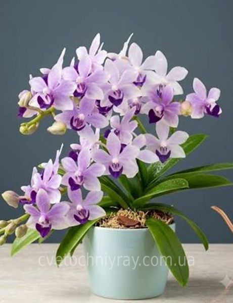 Орхідея Phal. Tzu Chiang Sapphire (Цу Чіанг Сапфір)&mdash; підліток 2,5"  ЖОВТЕНЬ В42 фото