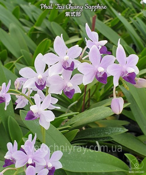 Орхідея Phal. Tzu Chiang Sapphire (Цу Чіанг Сапфір)&mdash; підліток 2,5"  ЖОВТЕНЬ В42 фото
