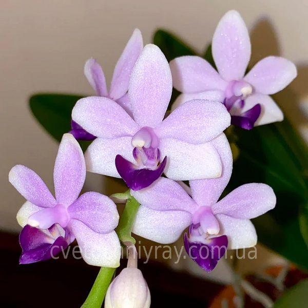 Орхідея Phal. Tzu Chiang Sapphire (Цу Чіанг Сапфір)&mdash; підліток 2,5"  ЖОВТЕНЬ В42 фото