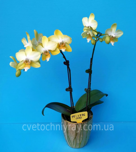 Орхідея Phal. Profar Golden White (Профар Голден Вайт) &mdash; підліток 1,7" ЛИПЕНЬ 1396 фото