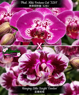 Орхідея Phal. Miki Fortune Cat '3281' &times; Hsinying Little Knight 'Voodoo' (Мікі Фортун Кет &times; Вуду) &mdash; підліток 2,5", квіти 6&ndash;7,5 см ЖОВТЕНЬ В23 фото