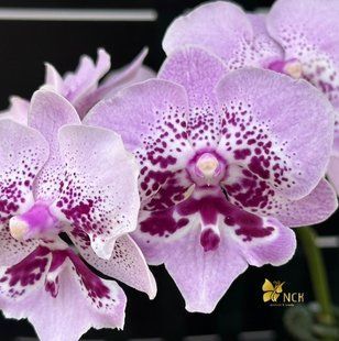 Орхідея Phal. NCK Andromeda Big Lip (НСК Андромеда Біг Ліп) &mdash; підліток 2,5 ВЕРЕСЕНЬ 75439 фото