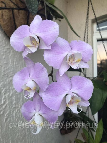 Орхідея Phal. Sanderiana &times; sib (Сандеріана)&mdash; підліток 2,5"  ЖОВТЕНЬ В18 фото