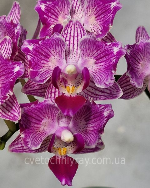Орхідея Phal. Younghome Sweety &times; Sogo Yenlin (Phal. Yenlin Sweety наша назва) &mdash; підліток 2,5" ЧЕРВЕНЬ В40 фото