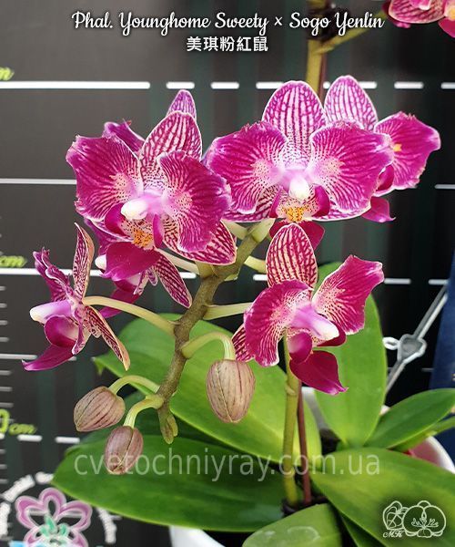 Орхідея Phal. Younghome Sweety &times; Sogo Yenlin (Phal. Yenlin Sweety наша назва) &mdash; підліток 2,5" ЧЕРВЕНЬ В40 фото