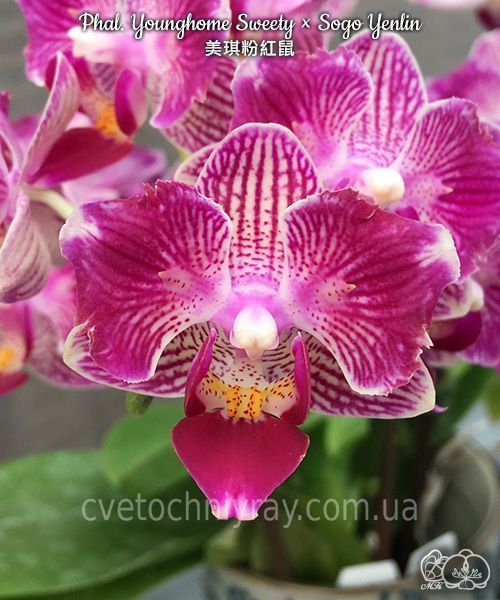 Орхідея Phal. Younghome Sweety &times; Sogo Yenlin (Phal. Yenlin Sweety наша назва) &mdash; підліток 2,5" ЧЕРВЕНЬ В40 фото