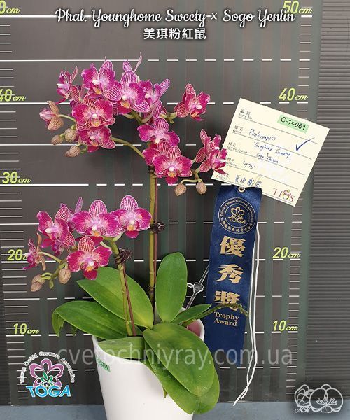 Орхідея Phal. Younghome Sweety &times; Sogo Yenlin (Phal. Yenlin Sweety наша назва) &mdash; підліток 2,5" ЧЕРВЕНЬ В40 фото