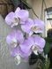 Орхідея Phal. Sanderiana &times; sib (Сандеріана)&mdash; підліток 2,5"  ЖОВТЕНЬ В18 фото 5