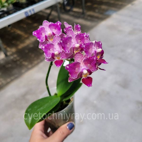 Орхідея Phal. Younghome Sweety &times; Sogo Yenlin (Phal. Yenlin Sweety наша назва) &mdash; підліток 2,5" ЧЕРВЕНЬ В40 фото