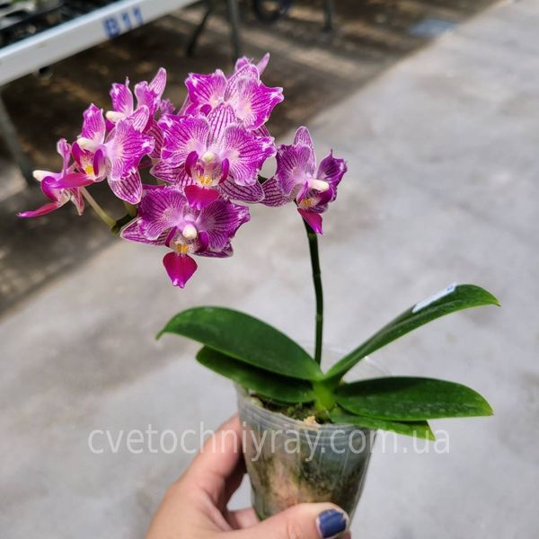 Орхідея Phal. Younghome Sweety &times; Sogo Yenlin (Phal. Yenlin Sweety наша назва) &mdash; підліток 2,5" ЧЕРВЕНЬ В40 фото