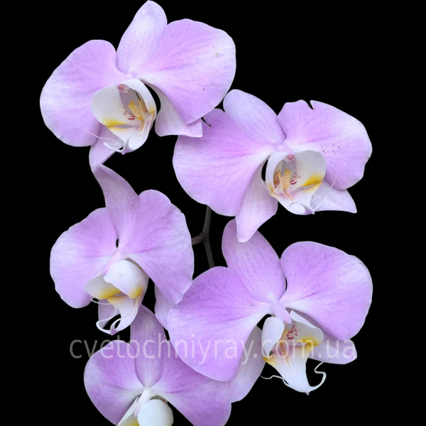 Орхідея Phal. Sanderiana &times; sib (Сандеріана)&mdash; підліток 2,5"  ЖОВТЕНЬ В18 фото