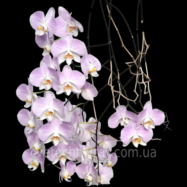 Орхідея Phal. Sanderiana &times; sib (Сандеріана)&mdash; підліток 2,5"  ЖОВТЕНЬ В18 фото