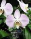 Орхідея Phal. Sanderiana &times; sib (Сандеріана)&mdash; підліток 2,5"  ЖОВТЕНЬ В18 фото 3