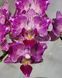 Орхідея Phal. Younghome Sweety &times; Sogo Yenlin (Phal. Yenlin Sweety наша назва) &mdash; підліток 2,5" ЧЕРВЕНЬ В40 фото 2