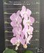 Орхідея Phal. Sanderiana &times; sib (Сандеріана)&mdash; підліток 2,5"  ЖОВТЕНЬ В18 фото 6