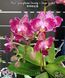 Орхідея Phal. Younghome Sweety &times; Sogo Yenlin (Phal. Yenlin Sweety наша назва) &mdash; підліток 2,5" ЧЕРВЕНЬ В40 фото 8
