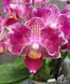 Орхідея Phal. Younghome Sweety &times; Sogo Yenlin (Phal. Yenlin Sweety наша назва) &mdash; підліток 2,5" ЧЕРВЕНЬ В40 фото 6