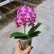 Орхідея Phal. Younghome Sweety &times; Sogo Yenlin (Phal. Yenlin Sweety наша назва) &mdash; підліток 2,5" ЧЕРВЕНЬ В40 фото 5