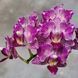Орхідея Phal. Younghome Sweety &times; Sogo Yenlin (Phal. Yenlin Sweety наша назва) &mdash; підліток 2,5" ЧЕРВЕНЬ В40 фото 1