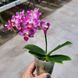 Орхідея Phal. Younghome Sweety &times; Sogo Yenlin (Phal. Yenlin Sweety наша назва) &mdash; підліток 2,5" ЧЕРВЕНЬ В40 фото 3
