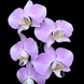 Орхідея Phal. Sanderiana &times; sib (Сандеріана)&mdash; підліток 2,5"  ЖОВТЕНЬ В18 фото 9
