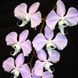 Орхідея Phal. Sanderiana &times; sib (Сандеріана)&mdash; підліток 2,5"  ЖОВТЕНЬ В18 фото 8