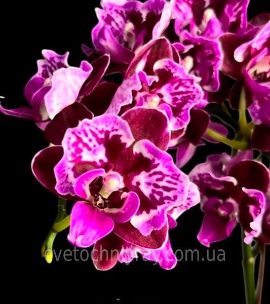 Орхідея Phal. NCK Black Dream (НСК Блек Дрім) &mdash; підліток 1,7", метелик ВЕРЕСЕНЬ 75055 фото