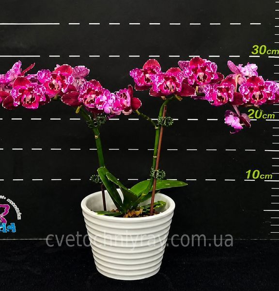 Орхідея Phal. NCK Black Dream (НСК Блек Дрім) &mdash; підліток 1,7", метелик ВЕРЕСЕНЬ 75055 фото
