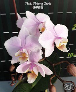 Орхідея Phal. Pinlong Cheris &mdash; підліток 2,5" ароматна (фаленопсис Пінлонг Черіс) БЕРЕЗЕНЬ В9 фото