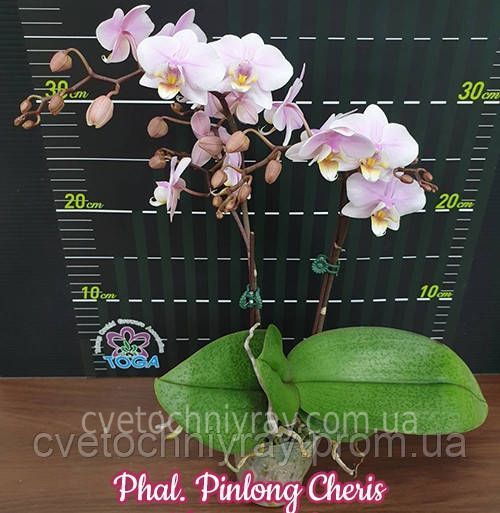 Орхідея Phal. Pinlong Cheris &mdash; підліток 2,5" ароматна (фаленопсис Пінлонг Черіс) БЕРЕЗЕНЬ В9 фото