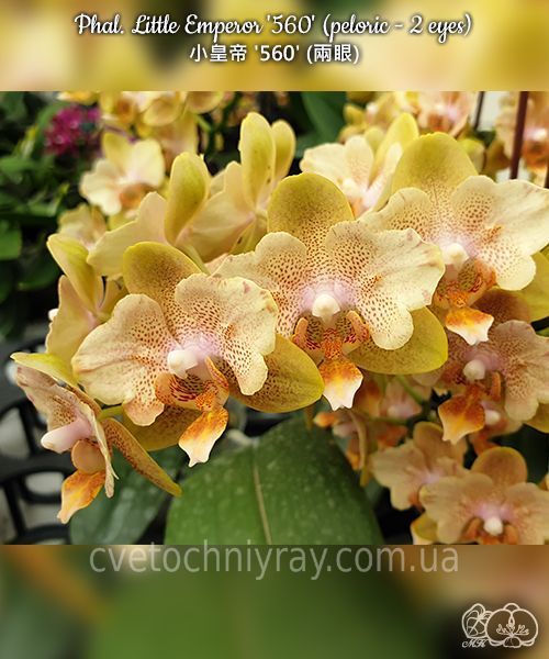 Орхідея Phal. Little Emperor '560' (Літл Емперор 560) peloric &mdash; підліток 2,5" ЧЕРВЕНЬ В42 фото