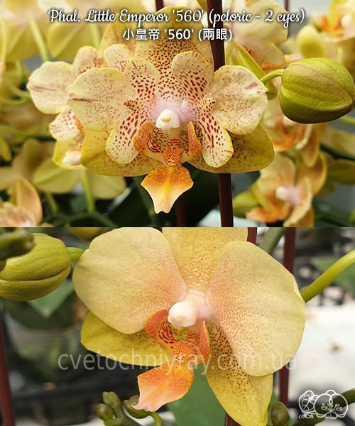 Орхідея Phal. Little Emperor '560' (Літл Емперор 560) peloric &mdash; підліток 2,5" ЧЕРВЕНЬ В42 фото