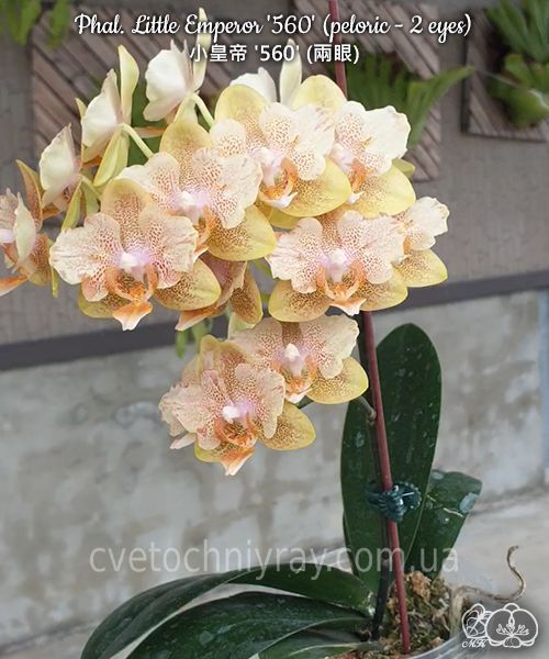 Орхідея Phal. Little Emperor '560' (Літл Емперор 560) peloric &mdash; підліток 2,5" ЧЕРВЕНЬ В42 фото