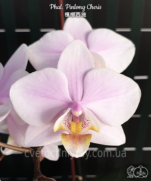 Орхідея Phal. Pinlong Cheris &mdash; підліток 2,5" ароматна (фаленопсис Пінлонг Черіс) БЕРЕЗЕНЬ В9 фото