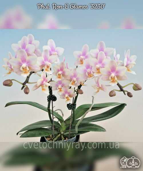Орхідея Phal. Ron-E Glamor '3230' &mdash; підліток 2,5" ароматна (фаленопсис Рон-Е Гламор) В58 фото