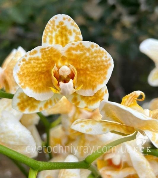 Орхідея Phal. Rancho Bariloche (Ранчо Барілоче) &mdash; підліток 2,5", квіти 7,5 см ВЕРЕСЕНЬ 75028 фото
