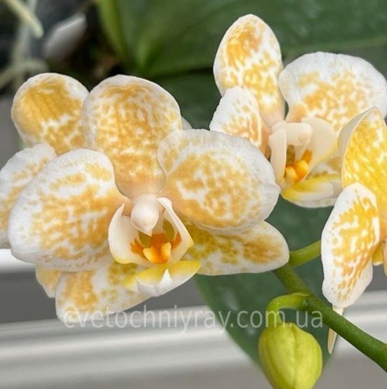 Орхідея Phal. Rancho Bariloche (Ранчо Барілоче) &mdash; підліток 2,5", квіти 7,5 см ВЕРЕСЕНЬ 75028 фото